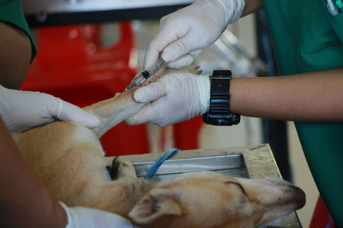 team veterinario Ostuni, staff clinica veterinaria, cura animali Ostuni, veterinario empatico, clinica animali Brindisi, esperti veterinari Ostuni, ortopedia veterinaria, passione animali, veterinaria Ostuni, medici veterinari Puglia