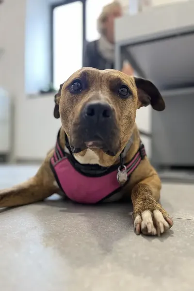 Scopri le storie di guarigione dei nostri piccoli eroi a quattro zampe: una gallery ricca di sorrisi, coccole e successi terapeutici presso la Clinica Veterinaria Citt&agrave; di Ostuni.