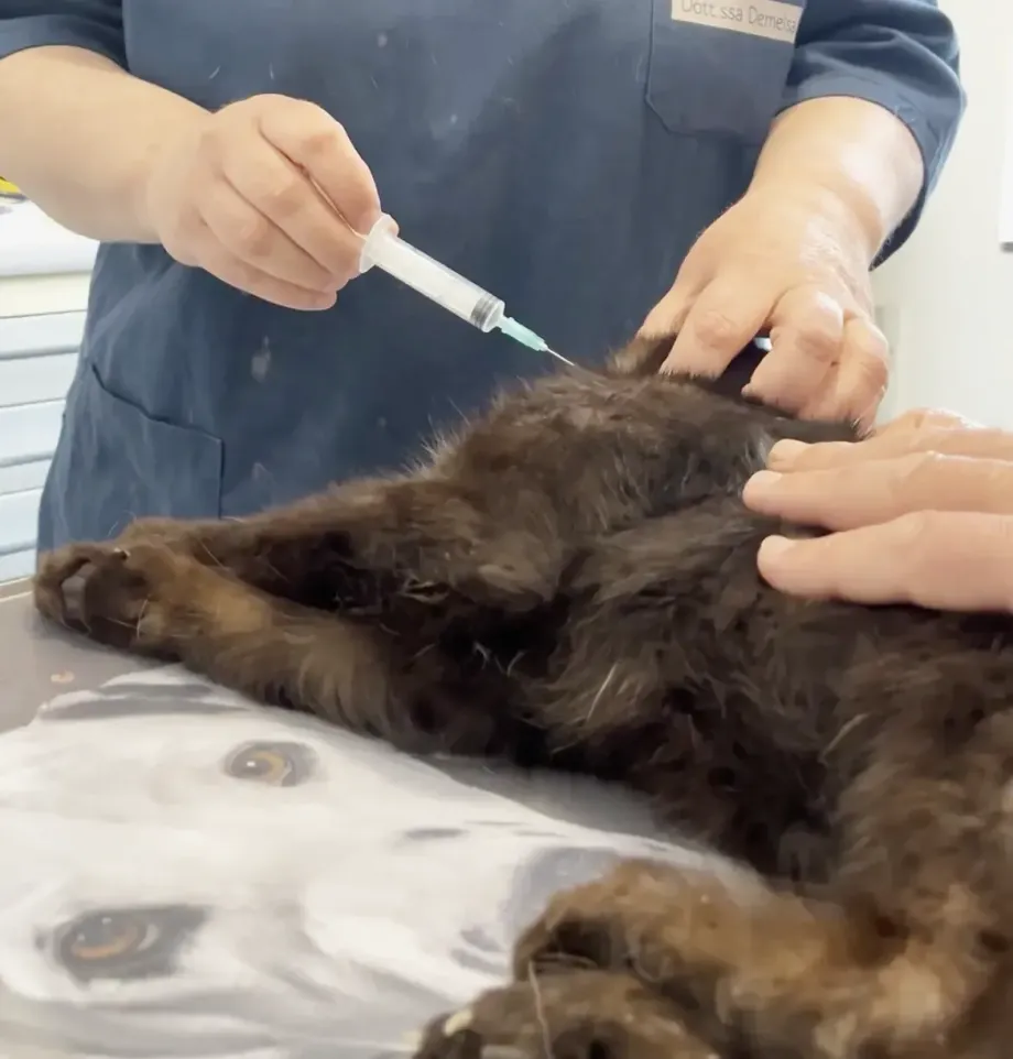 Dalla visita di base alla chirurgia ortopedica: ecco come ci prendiamo cura del tuo animale domestico con esperienza e tecnologie moderne.