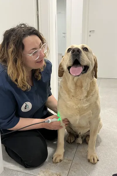 Scopri le storie di guarigione dei nostri piccoli eroi a quattro zampe: una gallery ricca di sorrisi, coccole e successi terapeutici presso la Clinica Veterinaria Citt&agrave; di Ostuni.