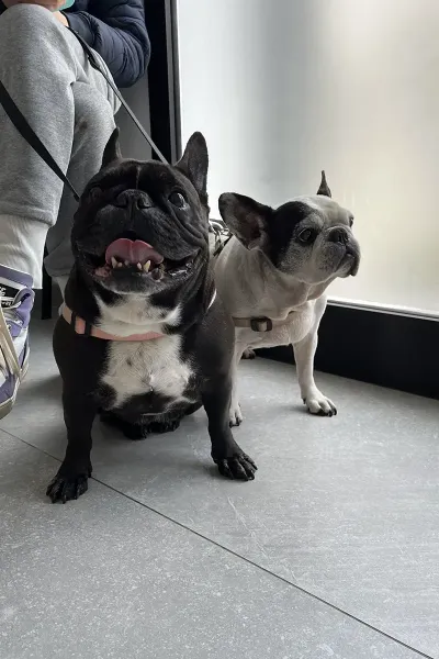 Scopri le storie di guarigione dei nostri piccoli eroi a quattro zampe: una gallery ricca di sorrisi, coccole e successi terapeutici presso la Clinica Veterinaria Citt&agrave; di Ostuni.