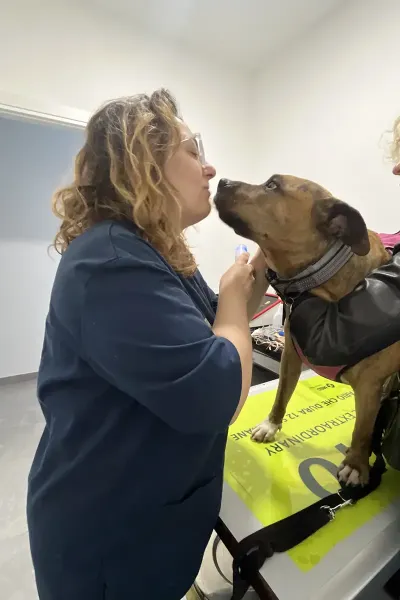 Scopri le storie di guarigione dei nostri piccoli eroi a quattro zampe: una gallery ricca di sorrisi, coccole e successi terapeutici presso la Clinica Veterinaria Citt&agrave; di Ostuni.