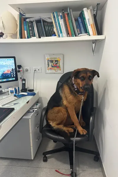 Scopri le storie di guarigione dei nostri piccoli eroi a quattro zampe: una gallery ricca di sorrisi, coccole e successi terapeutici presso la Clinica Veterinaria Citt&agrave; di Ostuni.