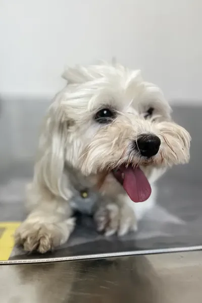 Scopri le storie di guarigione dei nostri piccoli eroi a quattro zampe: una gallery ricca di sorrisi, coccole e successi terapeutici presso la Clinica Veterinaria Citt&agrave; di Ostuni.