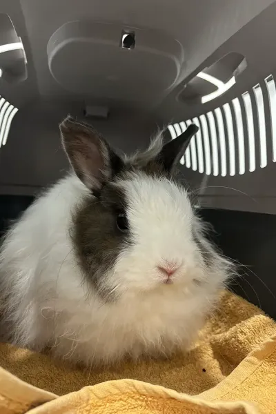 Scopri le storie di guarigione dei nostri piccoli eroi a quattro zampe: una gallery ricca di sorrisi, coccole e successi terapeutici presso la Clinica Veterinaria Citt&agrave; di Ostuni.