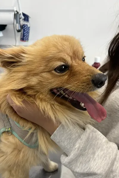 Scopri le storie di guarigione dei nostri piccoli eroi a quattro zampe: una gallery ricca di sorrisi, coccole e successi terapeutici presso la Clinica Veterinaria Citt&agrave; di Ostuni.