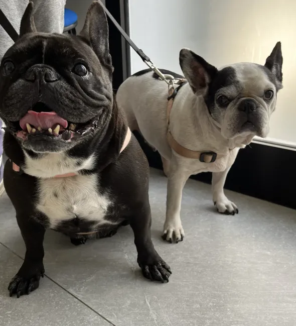 Discover why to trust our clinic: experience, state-of-the-art equipment, and passion for animal health in Ostuni.