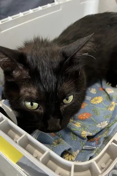 Scopri le storie di guarigione dei nostri piccoli eroi a quattro zampe: una gallery ricca di sorrisi, coccole e successi terapeutici presso la Clinica Veterinaria Citt&agrave; di Ostuni.