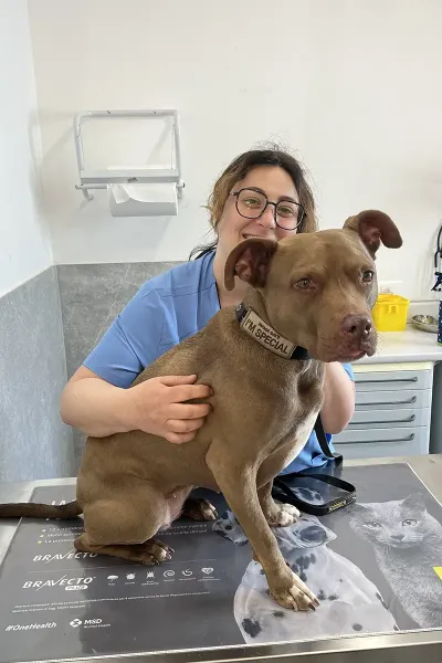 Scopri le storie di guarigione dei nostri piccoli eroi a quattro zampe: una gallery ricca di sorrisi, coccole e successi terapeutici presso la Clinica Veterinaria Citt&agrave; di Ostuni.