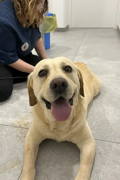 Scopri le storie di guarigione dei nostri piccoli eroi a quattro zampe: una gallery ricca di sorrisi, coccole e successi terapeutici presso la Clinica Veterinaria Citt&agrave; di Ostuni.