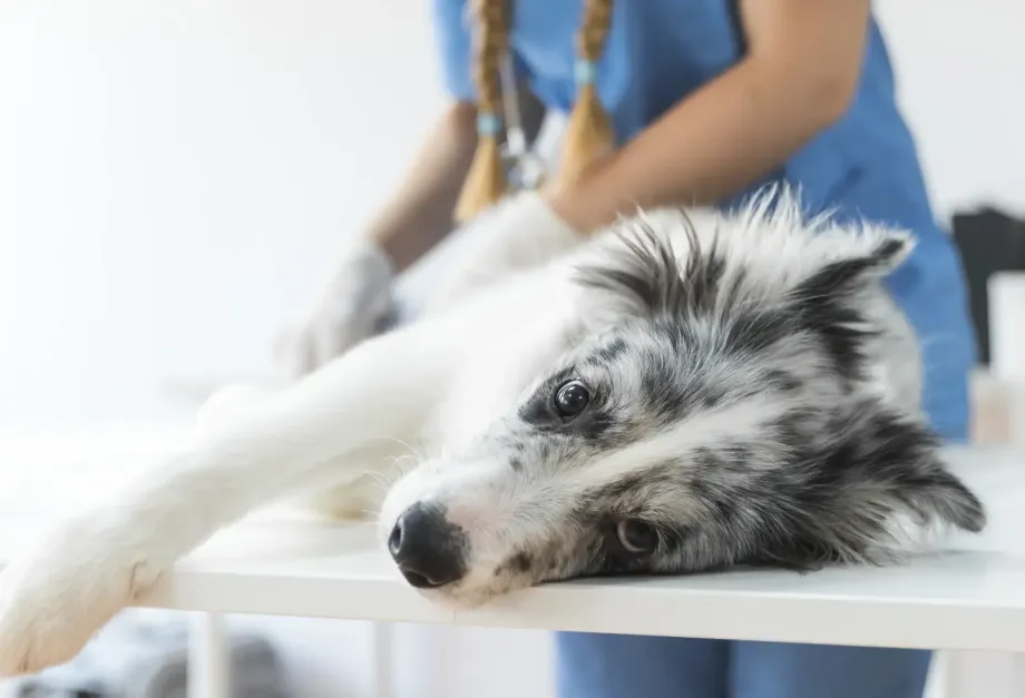 Dalla visita di base alla chirurgia ortopedica: ecco come ci prendiamo cura del tuo animale domestico con esperienza e tecnologie moderne.