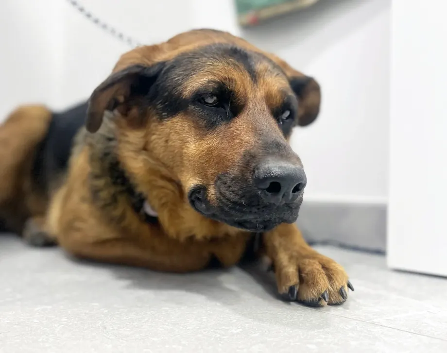 Dalla visita di base alla chirurgia ortopedica: ecco come ci prendiamo cura del tuo animale domestico con esperienza e tecnologie moderne.