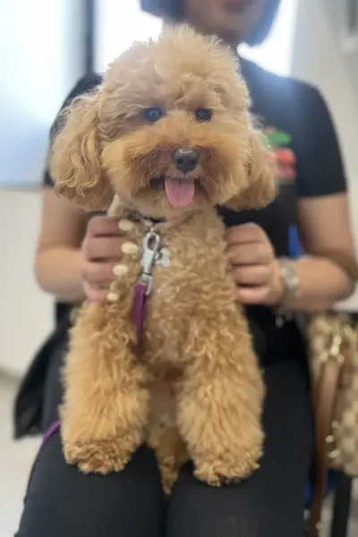 Scopri le storie di guarigione dei nostri piccoli eroi a quattro zampe: una gallery ricca di sorrisi, coccole e successi terapeutici presso la Clinica Veterinaria Citt&agrave; di Ostuni.